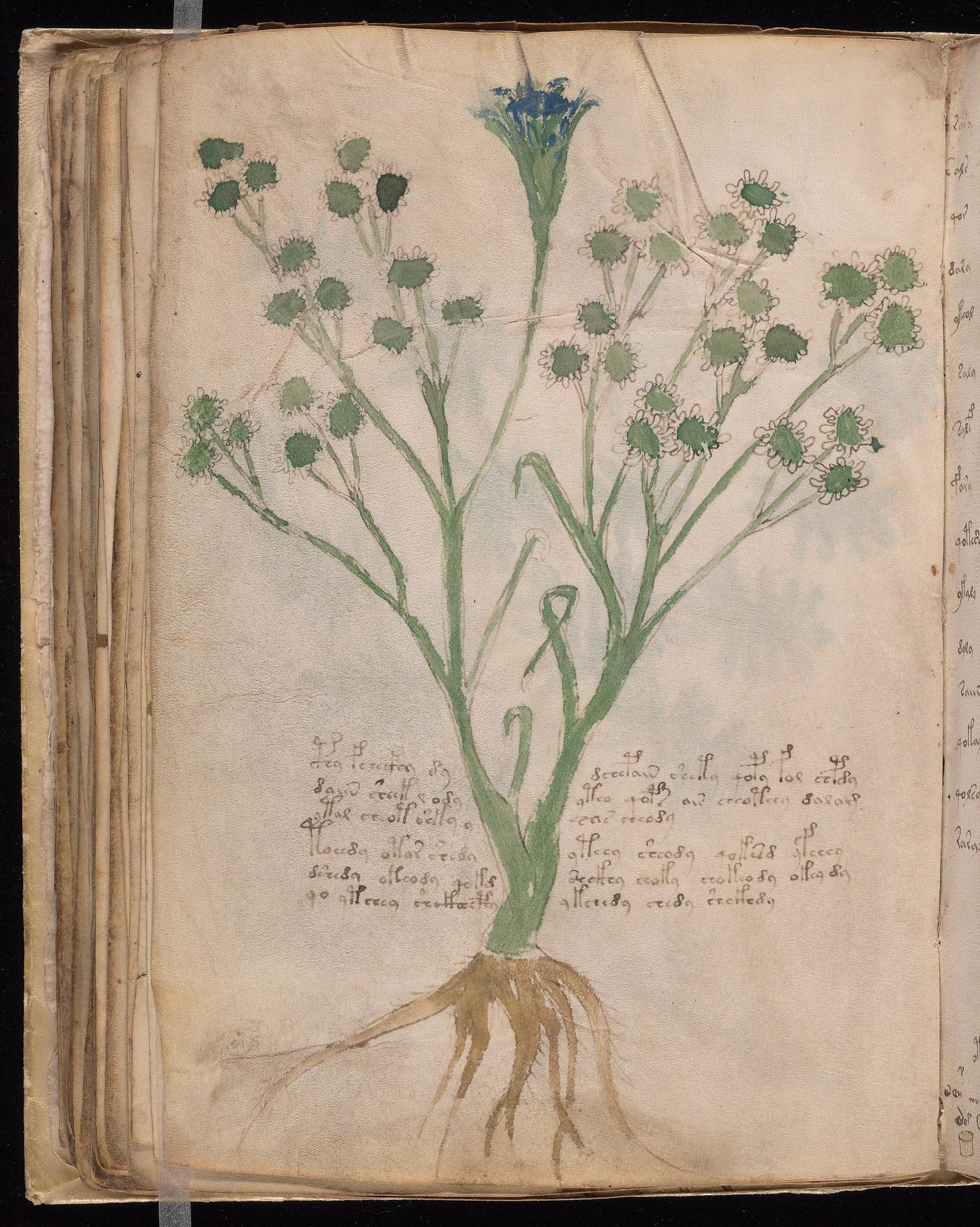 Voynich Manuscript folio f65v — Beinecke MS 408
